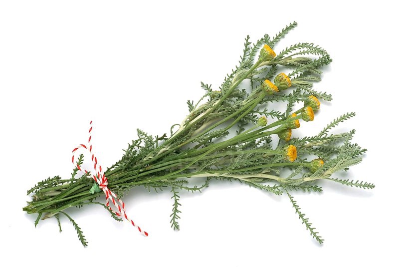Medicinal plant Holy herb