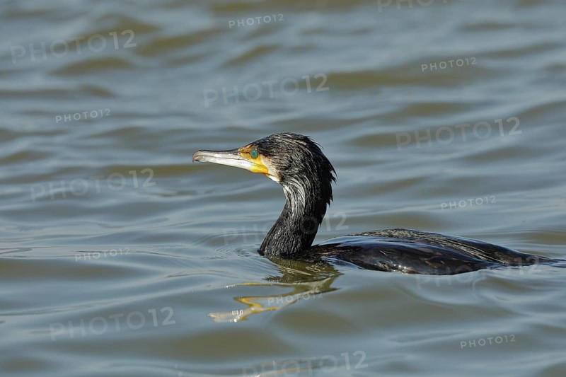 Great cormorant