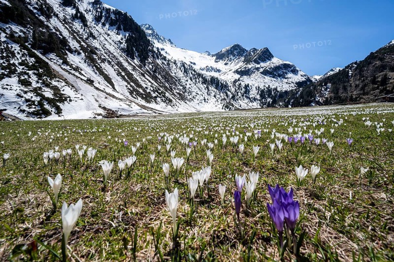 Meadow full of white and purple crocuses