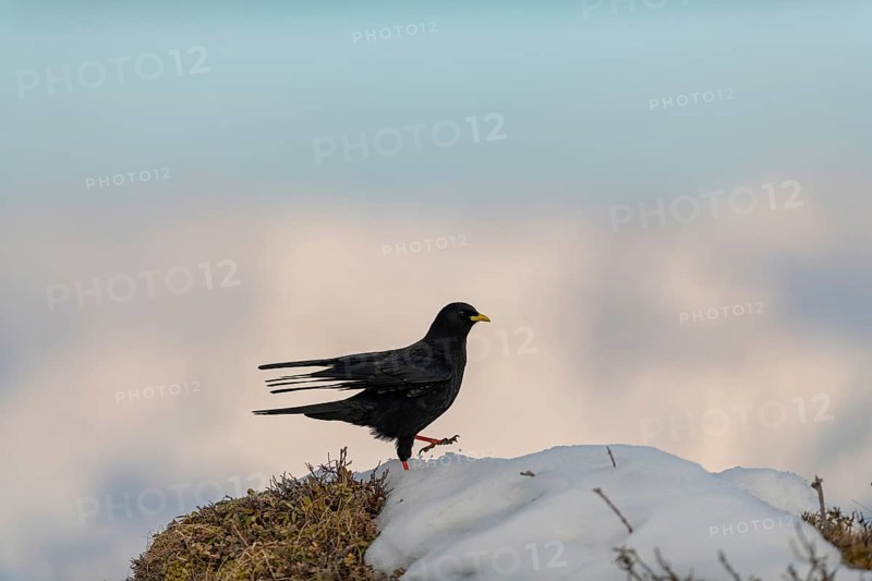 Alpine chough
