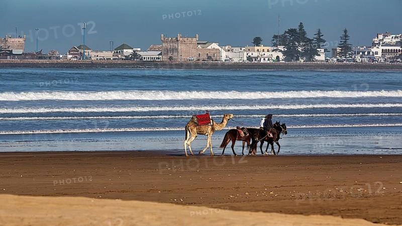 Local riders with horses and a dromedary for tourists on the beach