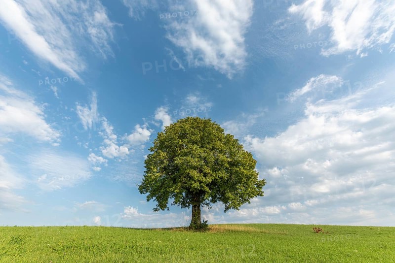 Lone basswood tree on a hill in the landscape. Jura