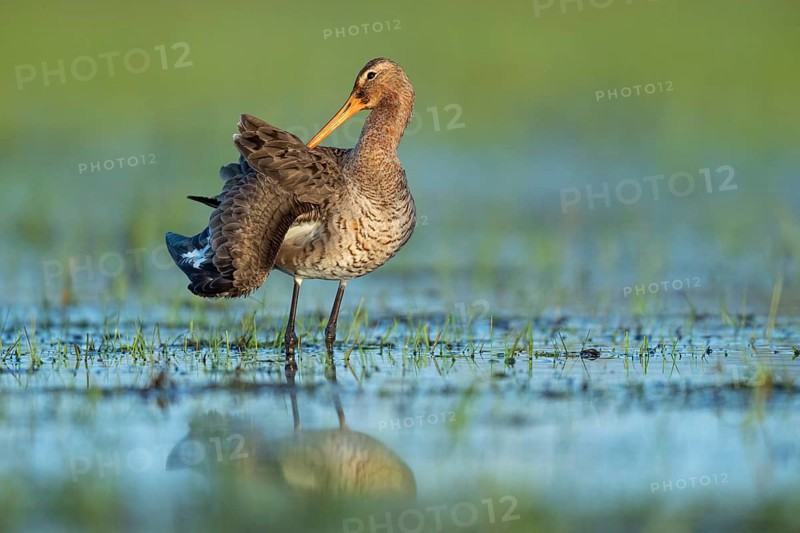 Black-tailed Godwit