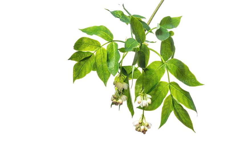 European bladdernut