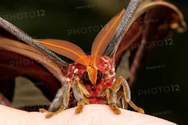 Atlas silkmoth moth head portrait with antennae looking from the front