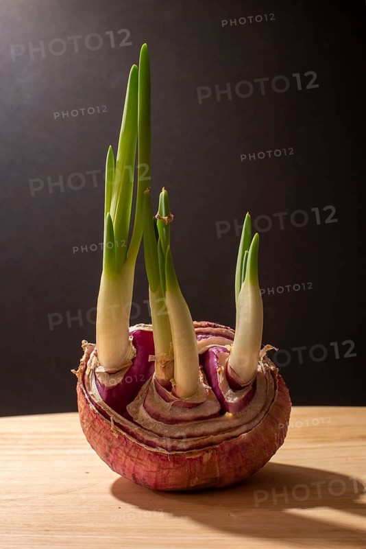 Sprouting onion