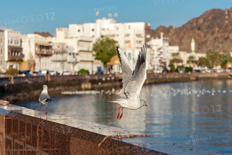 Seagulls