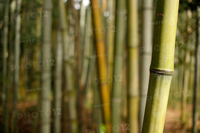 Close-up of a bamboo trunk in the Arashiyama bamboo forest in Kyoto