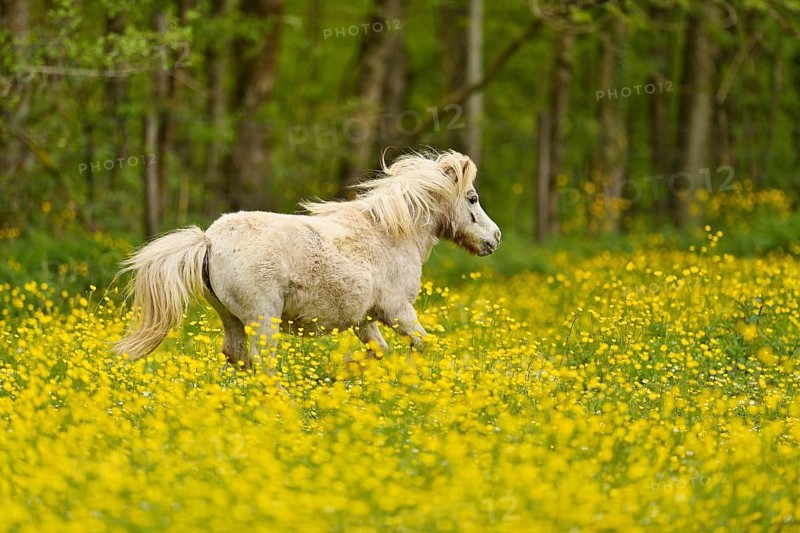 Icelandic horse