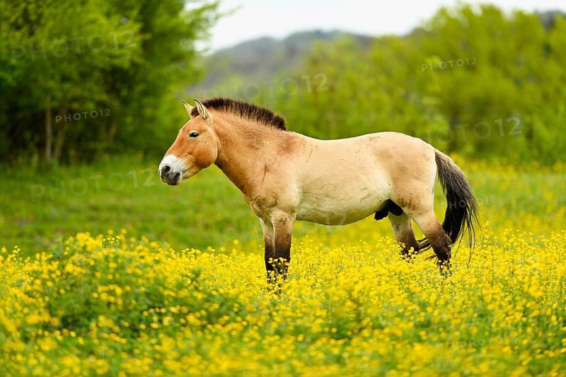 Przewalski's stallion