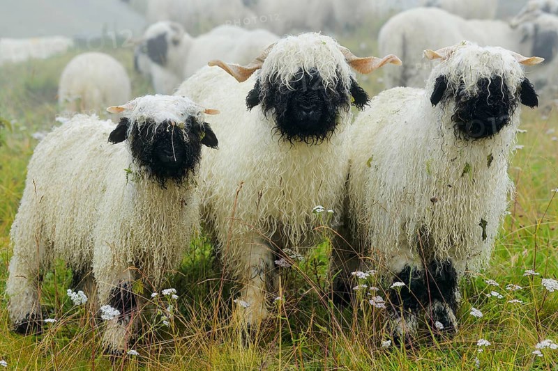 Valais black-nosed domestic sheep