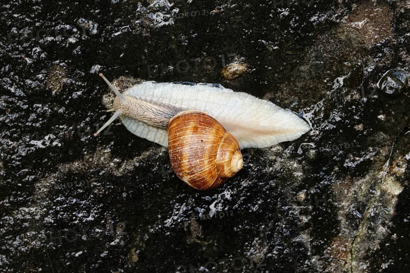 Burgundy snail