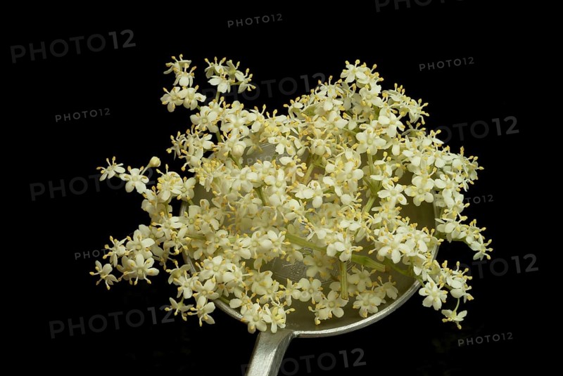 Black elder