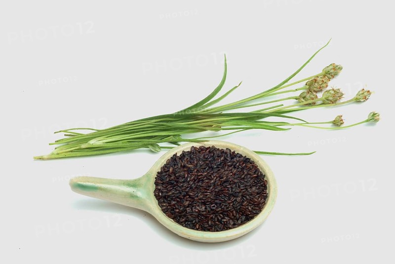 Plant species from the plantain genus