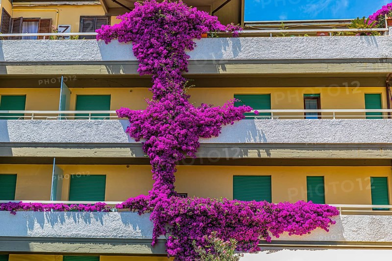Purple bougainvillea