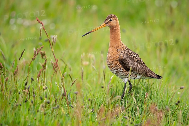 Black-tailed Godwit