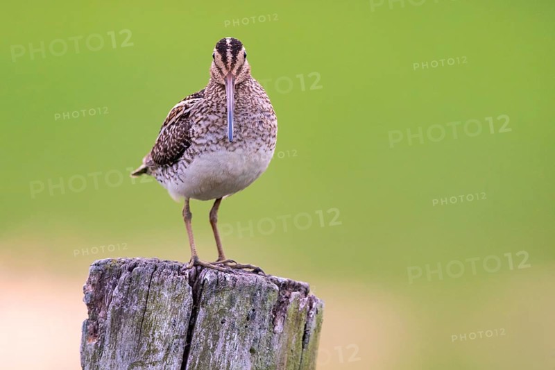 Common Snipe