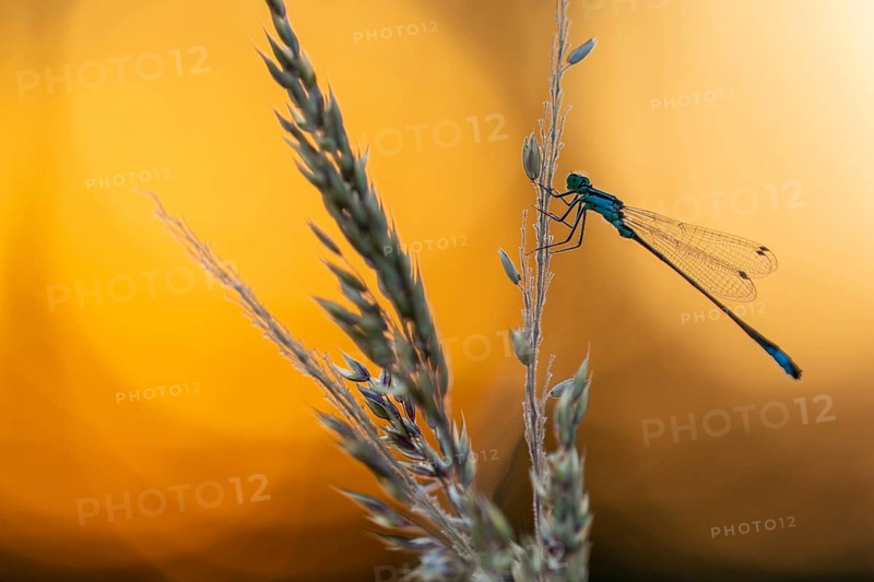 Blue-tailed damselfly