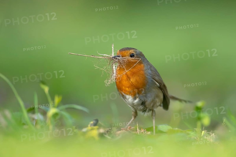 European robin