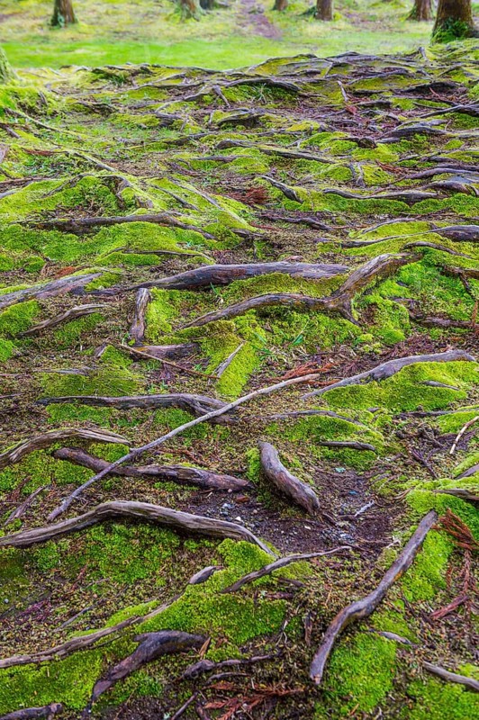 Moss over trees on Furnas lake