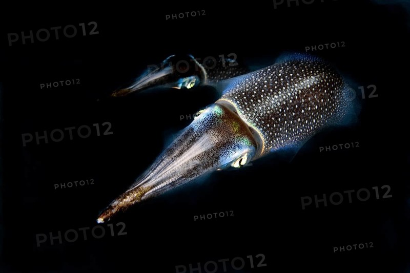 Night photograph of pair of bigfin reef squid
