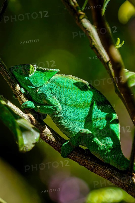 Parson's Giant Chameleon