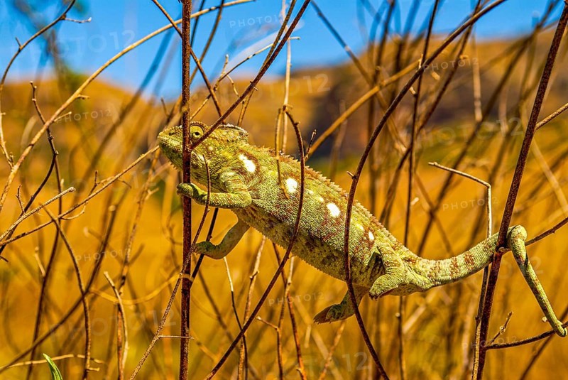 Panther chameleon