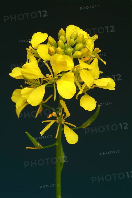 Medicinal plant White mustard