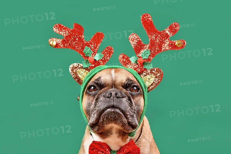 French Bulldog dog wearing Christmas reindeer antler headband in front of green background