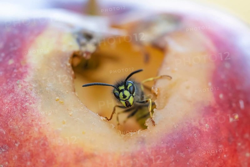 Common wasp