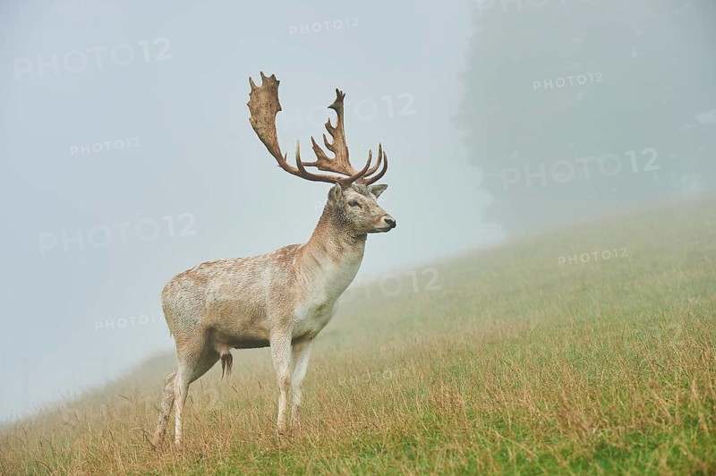 Damhirsch