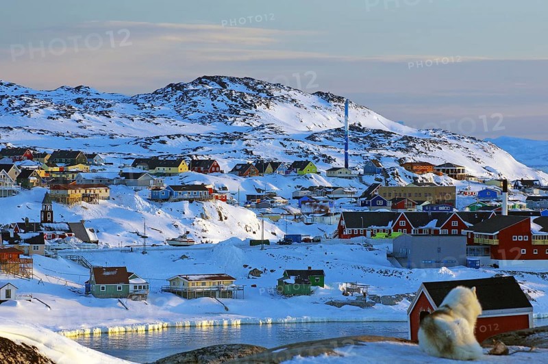 Sled dog in front of different coloured houses in wintry landscape