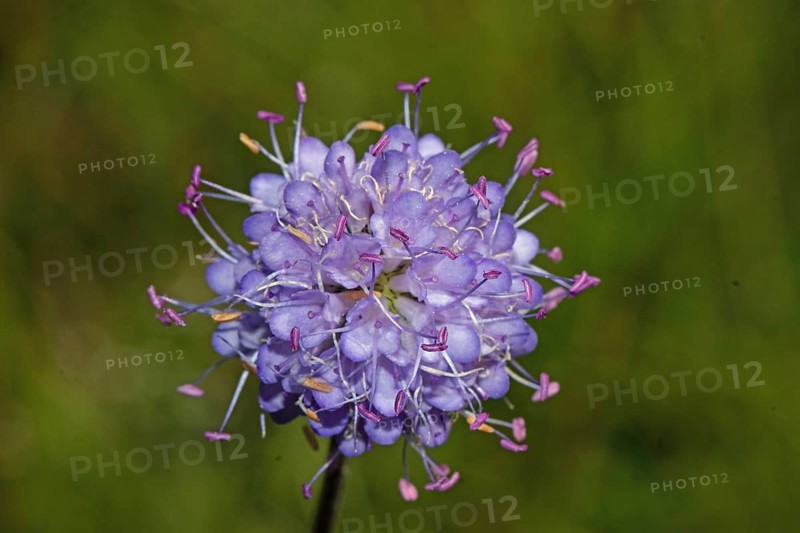 Common devil's-bit purple flower