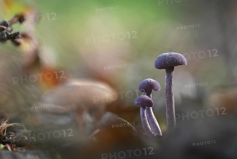 Amethyst deceiver