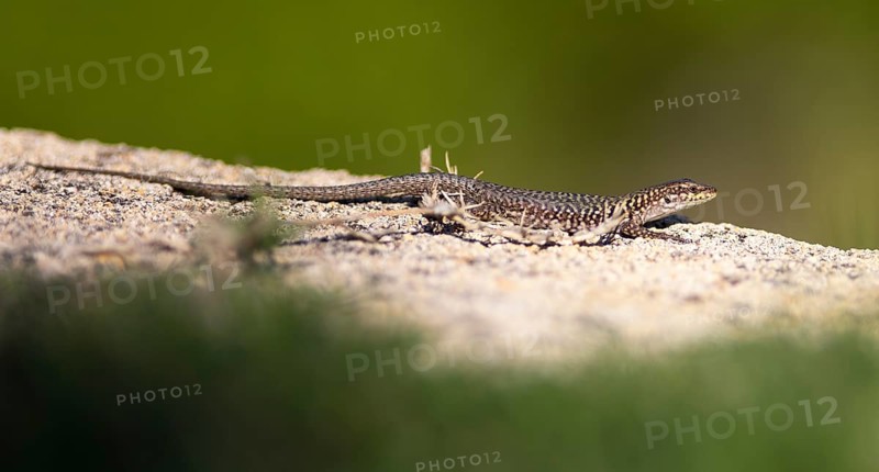 Tyrrhenian wall lizard