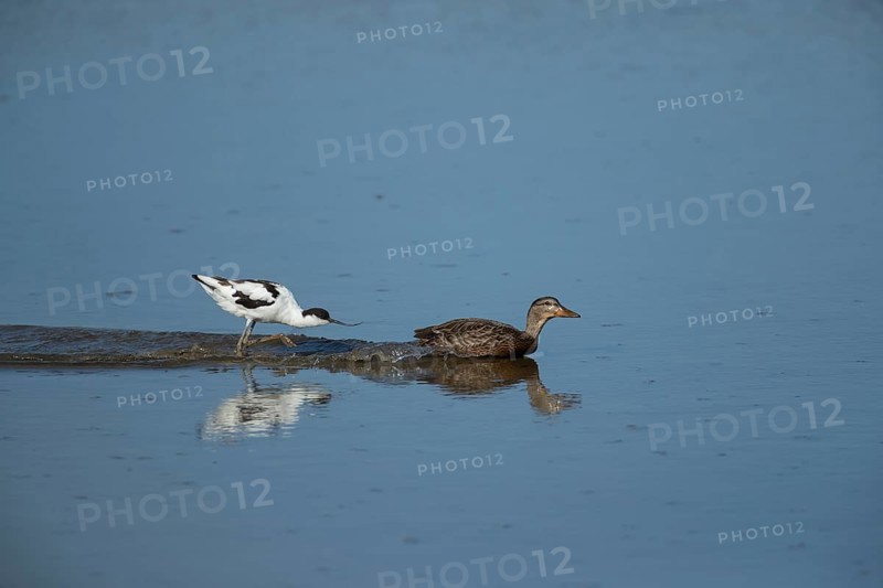 Avocet