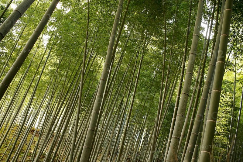 Bamboo trunks in the Arashiyama bamboo forest in Kyoto