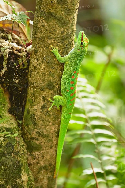 Madagascar giant day gecko