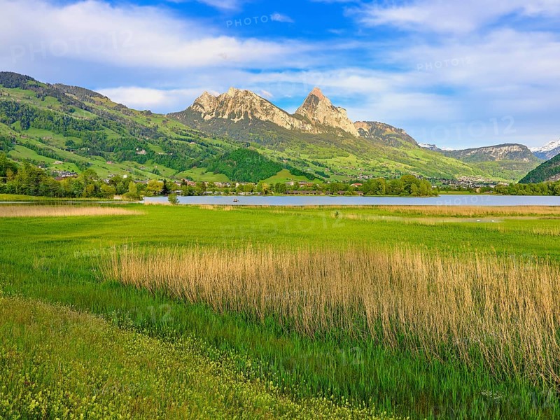 Reed belt on Lake Lauerz behind the Great and Small Myths