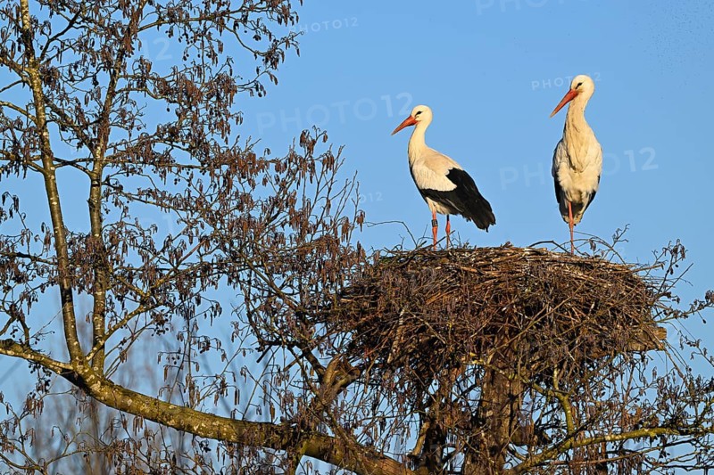 Two white storks