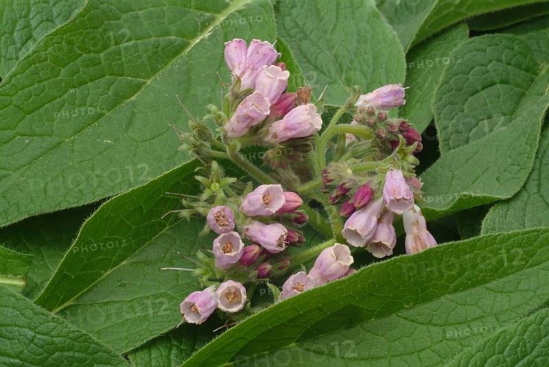 Medicinal plant common comfrey