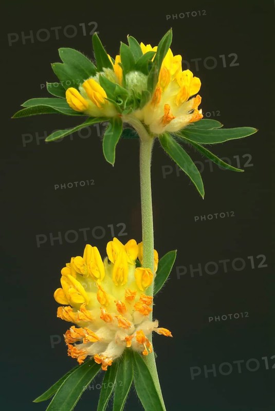 Common kidney vetch