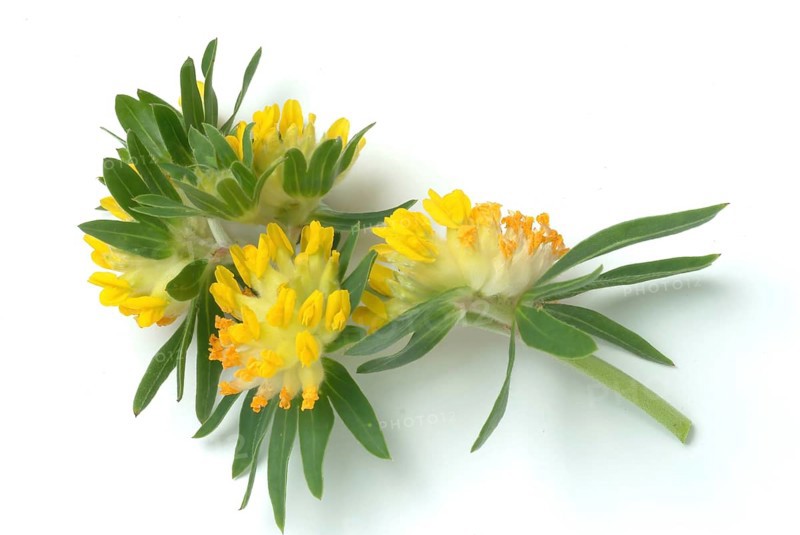 Common kidney vetch