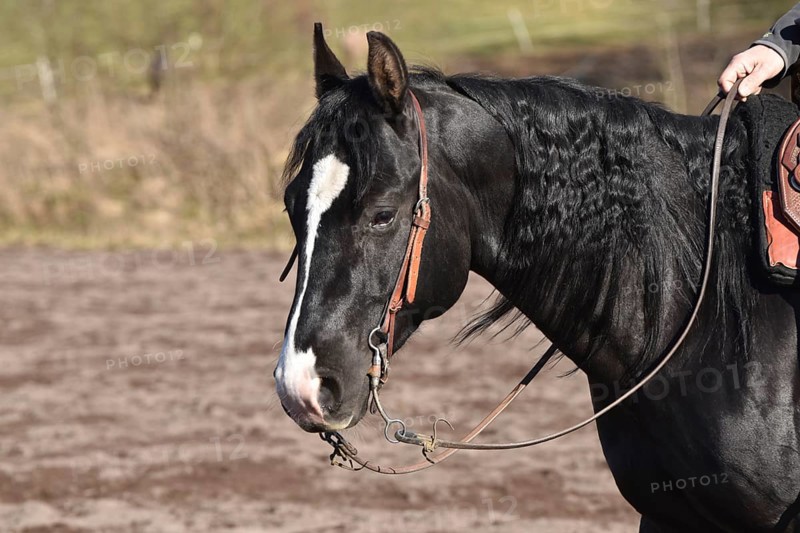 Head and neck of a black American Quarter Horse stallion with bridle and bit during training