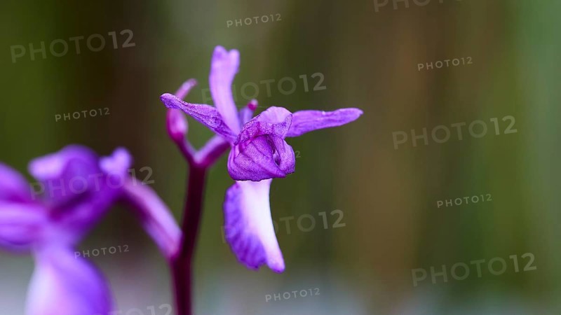 Macro shot