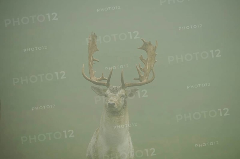 Damhirsch