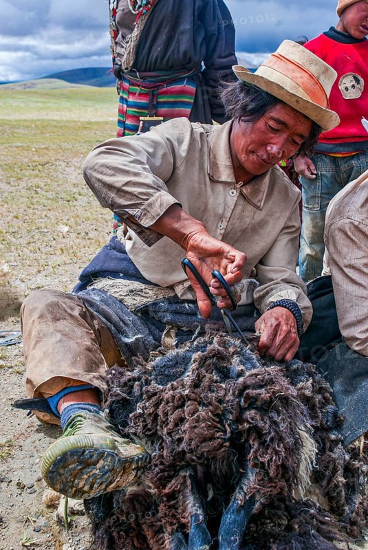 Tibetan shepards shaving sheeps along the road from Tsochen to Lhasa