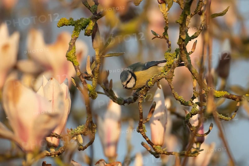 Blue tit