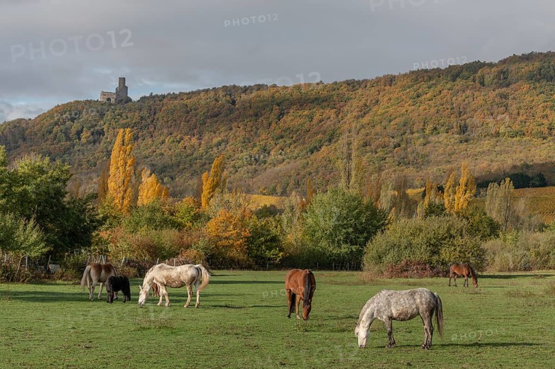 Horses quietly digging in a paddock in autumn. Alsace
