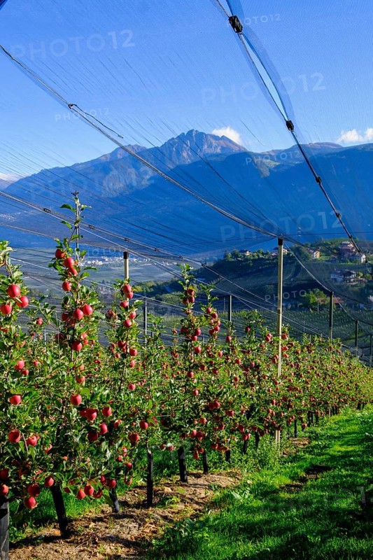 Apple groves